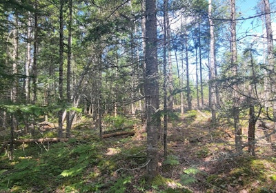17 Lot