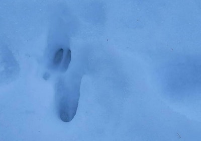 2 deer prints in snow