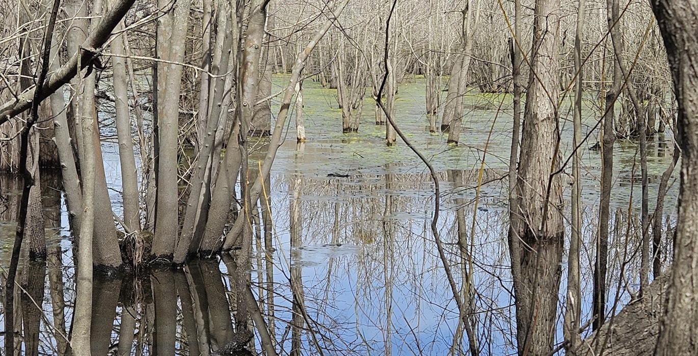 Castaway Ln Beaver Pond Duckweed