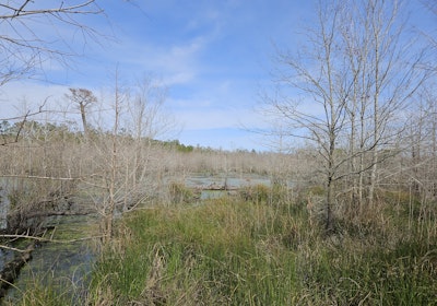 Castaway Ln Beaver Pond Marsh