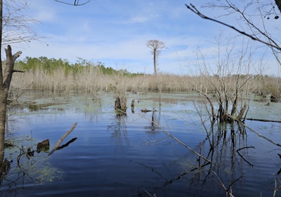 Castaway Ln Beaver Pond
