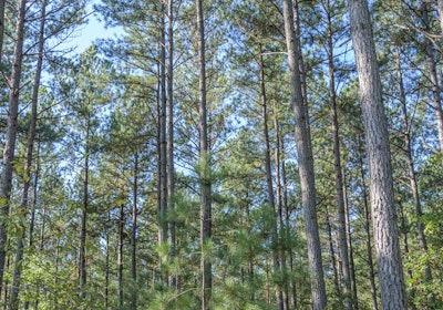 DSC 3782 Halsey Ferncliff Pine Timber