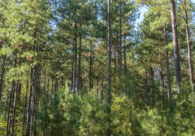DSC 3937 Halsey Gordonsville Pine Timber