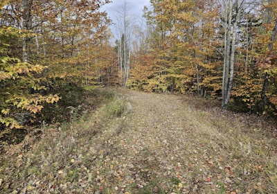 Old woods road 2
