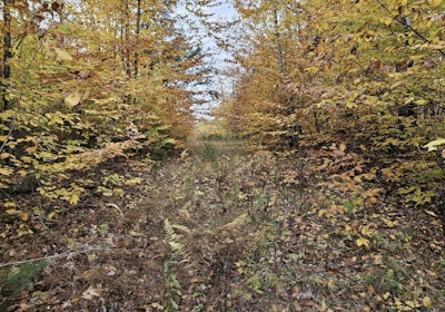 Old woods road