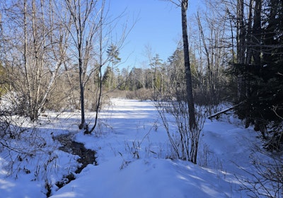 Wetland from snowmobile trail western section of lot