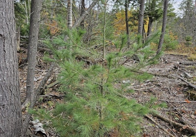 White pine regen 2