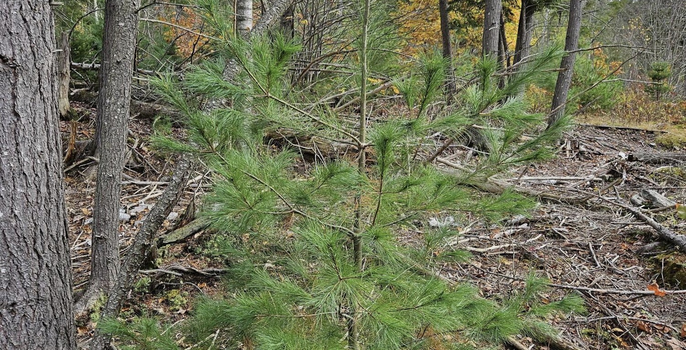 White pine regen 2
