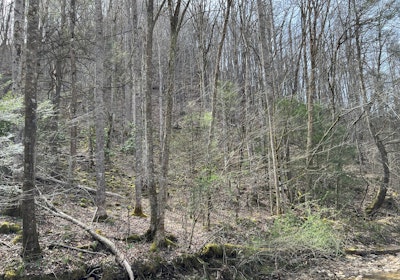 Woods Along Clear Fork Correct