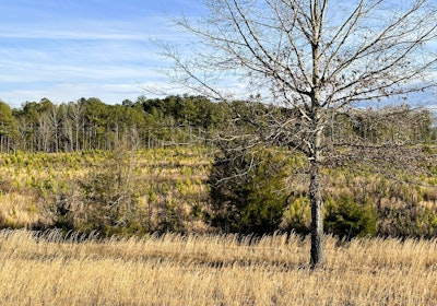 Aa oak field IMG 9418