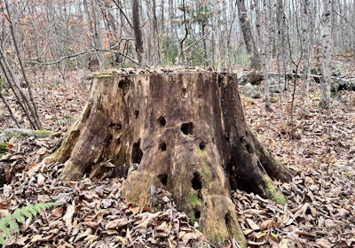 Wild life stump