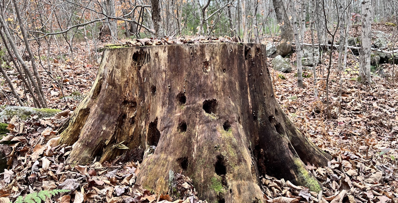 Wild life stump